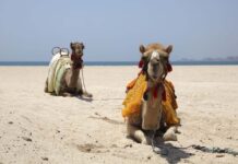 September 2015 Food Festivalsv