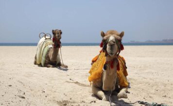 California Desert Travel Insights