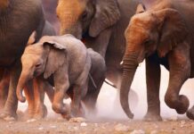 The Mojave Desert Travel Guide