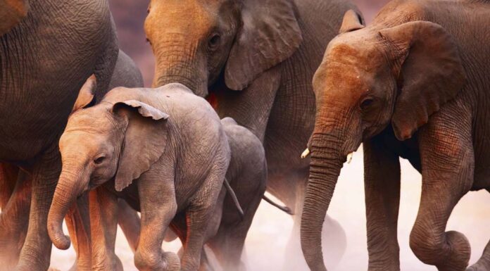 25 Big Differences Between River & Ocean Cruises